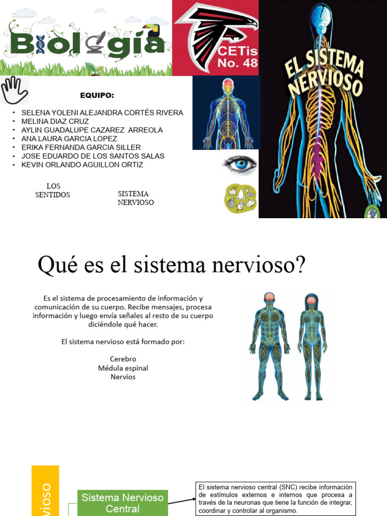Sistema Nervioso y Los Sentidos | PDF | Sistema nervioso | Neurona