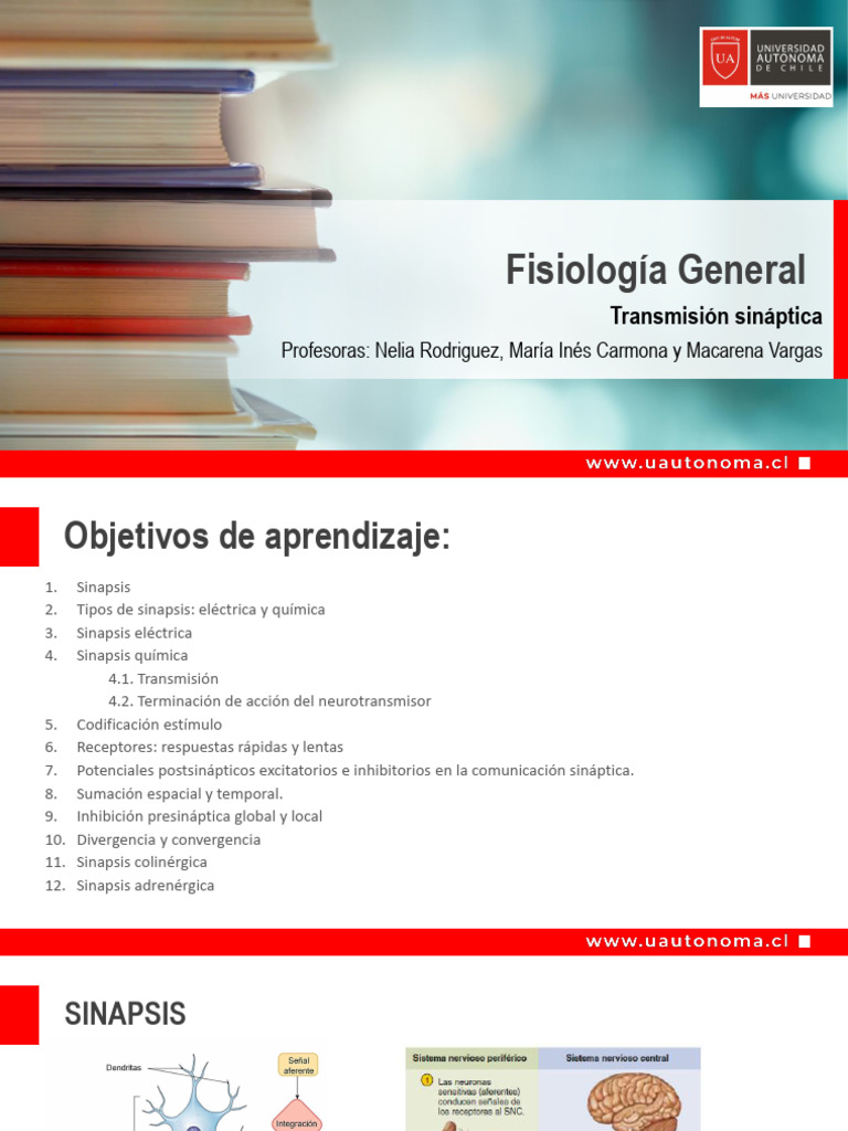 Tipos y Funciones de Sinapsis | PDF