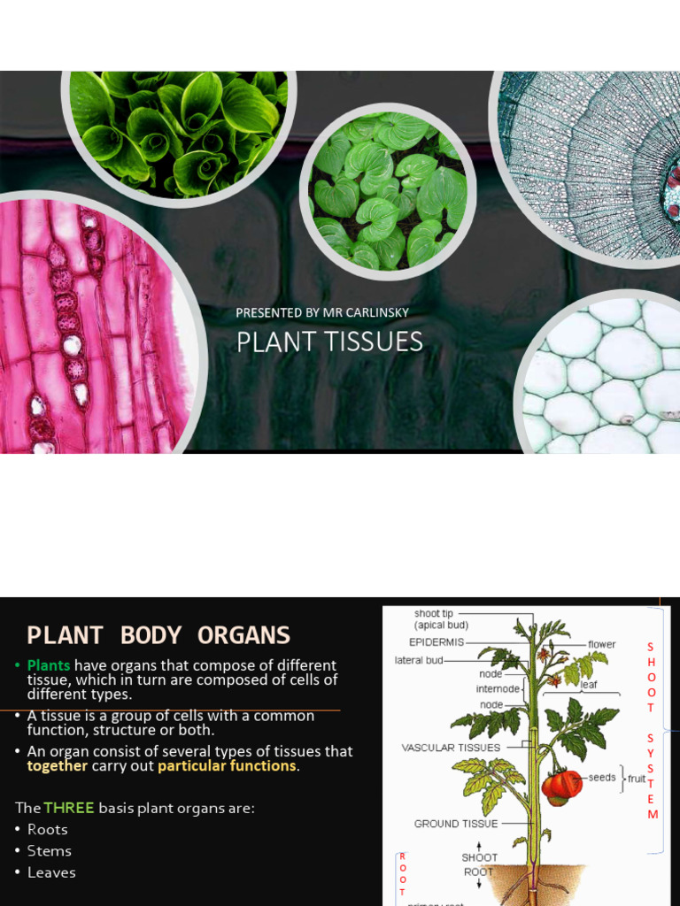 Plant Tissues Organs1 PDF Leaf Tissue (Biology)