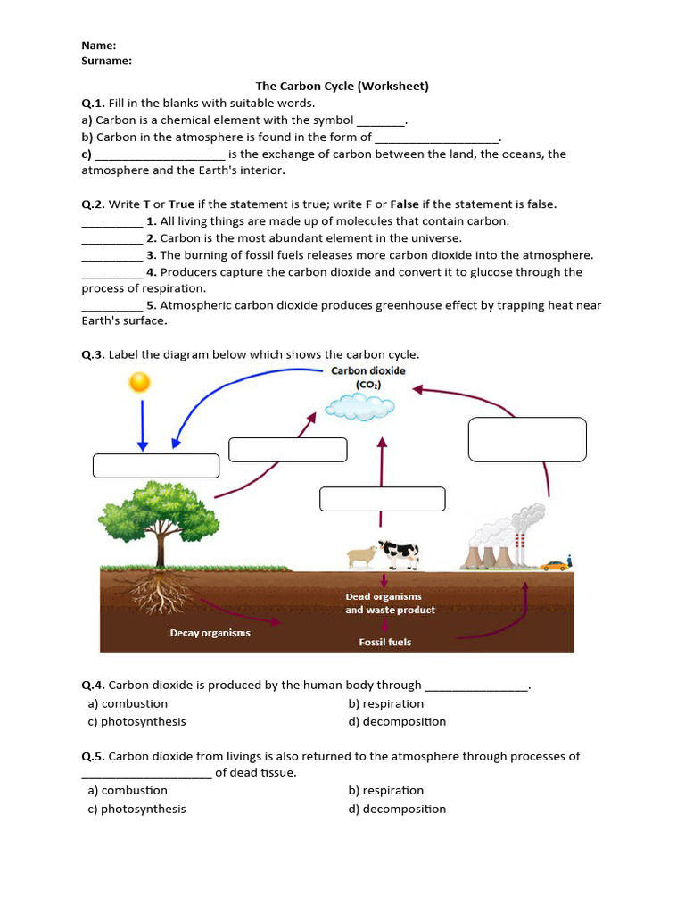 Carbon Cycle Worksheet and Answers | PDF | Science & Mathematics