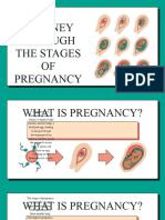 Stages of Pregnancy