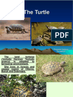 the turtle_var 1.