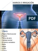 Utero, Ovarios e Irrigación