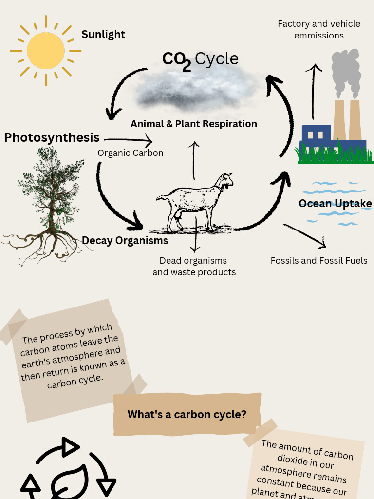 Understanding the Carbon Cycle | PDF