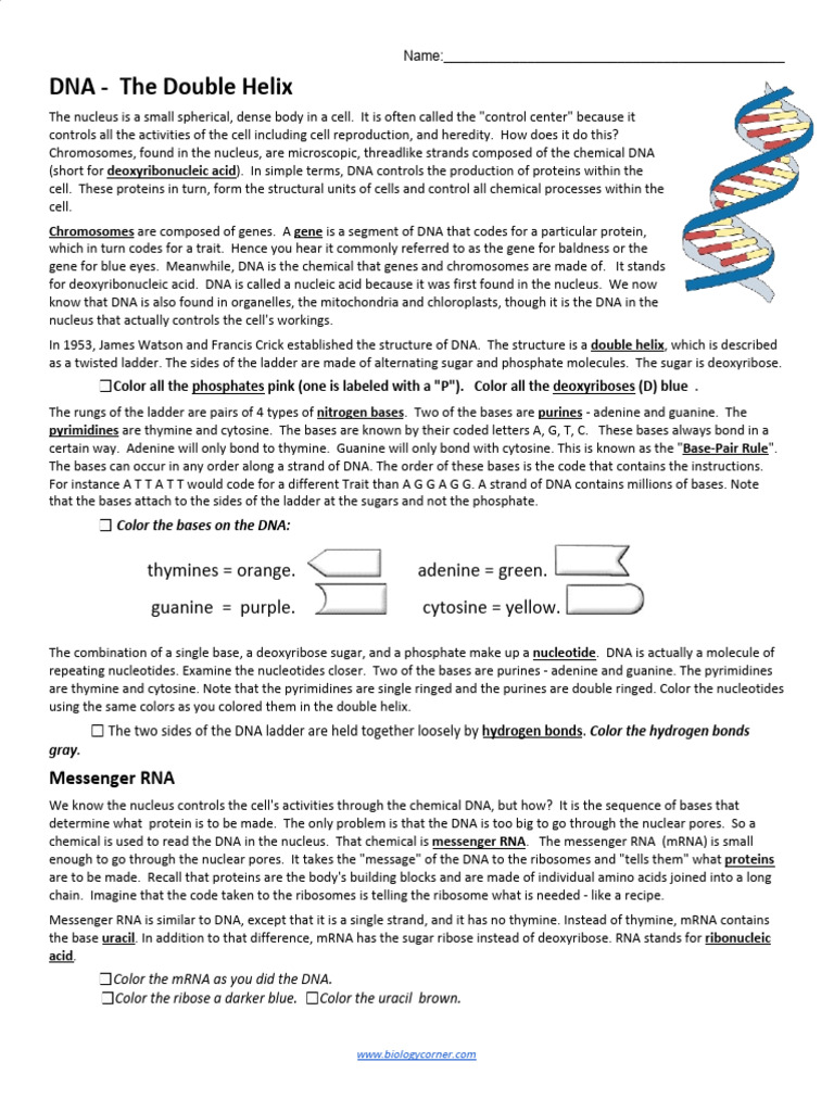 DNA Coloring | PDF | Dna | Rna