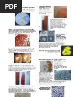 Download Microbio Lab 6 by api-3743217 SN6769527 doc pdf
