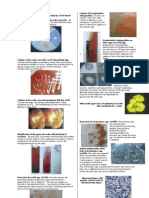 Microbio Lab 6