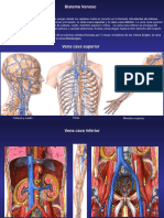 Venas Ácigos y Hemiácigos: Anatomía y Función | PDF | Historia | Clásicos