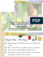 The Life Cycle of A Butterfly