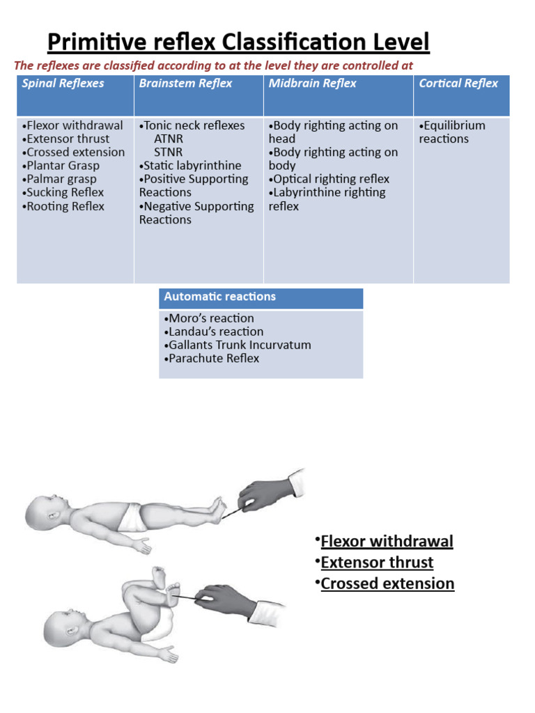 Primitive Reflexes | PDF