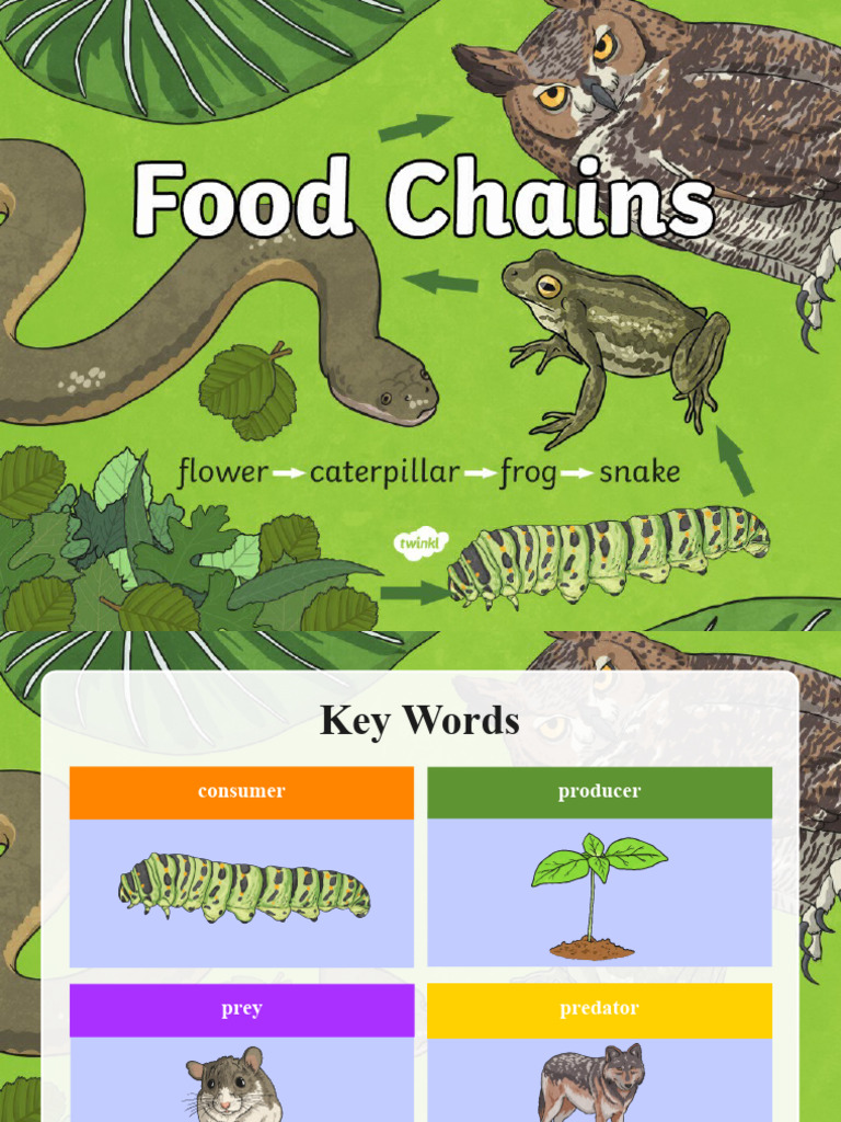 T2 S 219 Food Chain Powerpoint - Ver - 2 | PDF | Wellness