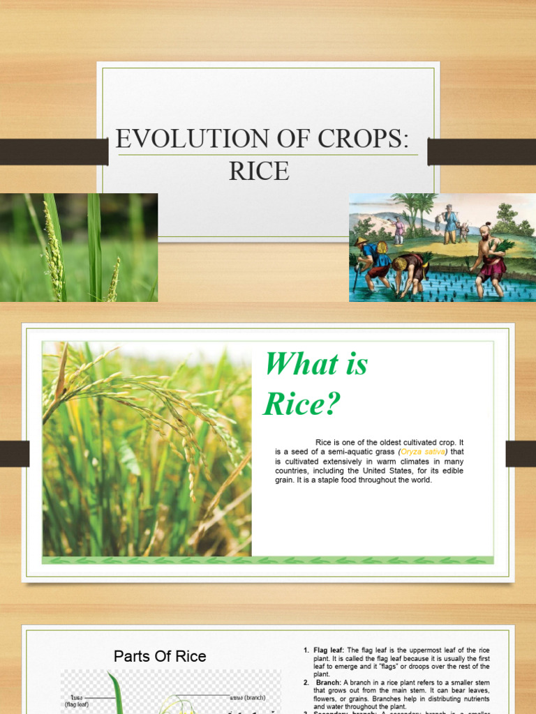 Evolution and Origin of Oryza Sativa | PDF | Flowers | Plant Breeding