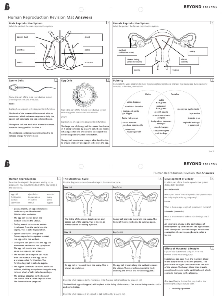 Puberty and Human Reproduction Guide | PDF