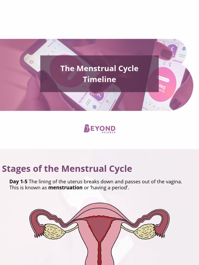 The Menstrual Cycle Timeline PowerPoint PDF
