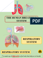 Respiratory System