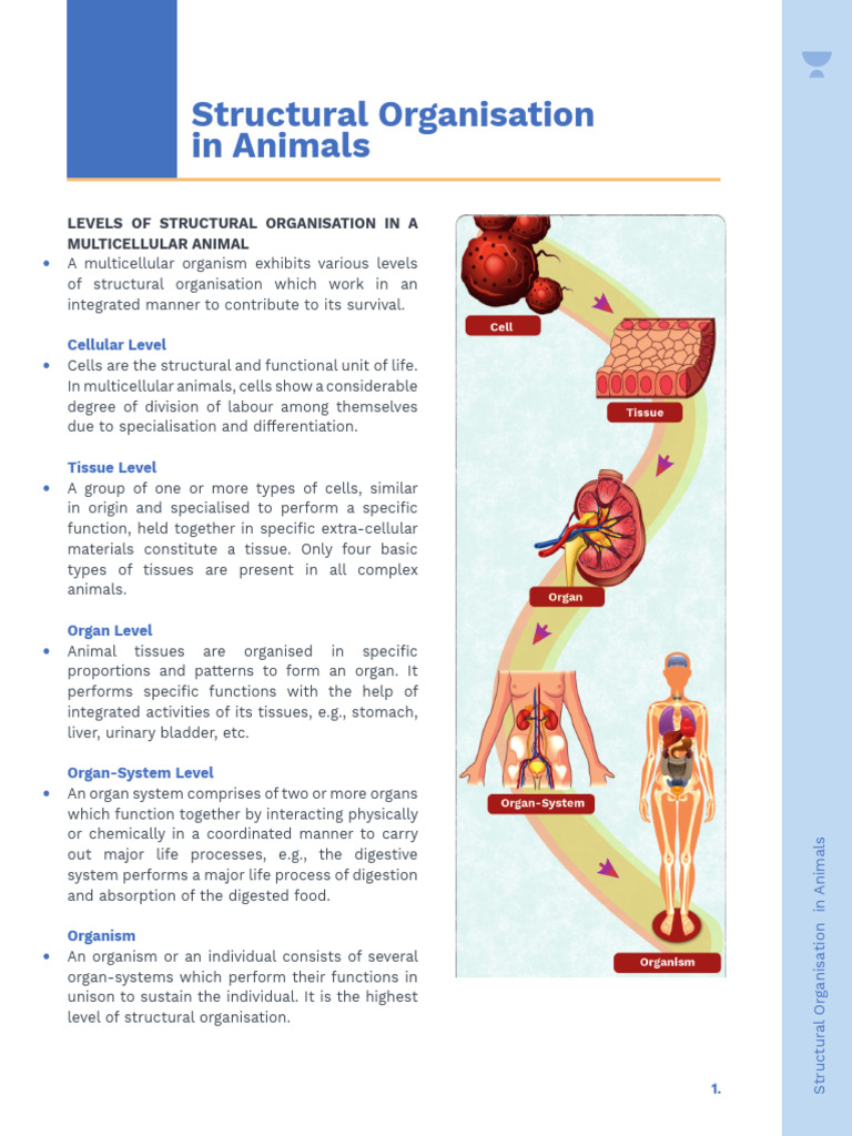 Structural Organisation in Animals 2 | PDF