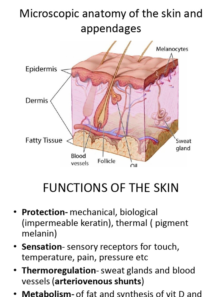 The Skin | PDF