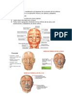 Músculos de La Cara