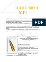 Manual de Învățare de Bază Pentru Citirea Puntului de Spaniol