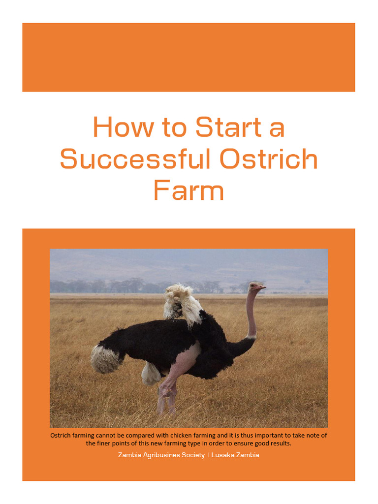 How To Start A Successful Ostrich Farm Zas | PDF | Birds | Nutrients