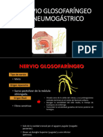 Glosofaringeo y Neumogastrico
