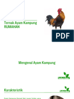 Ternak Ayam Kampung Rumahan