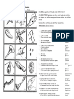 ATIVIDADE Atividade Chave Dicotômica Protista