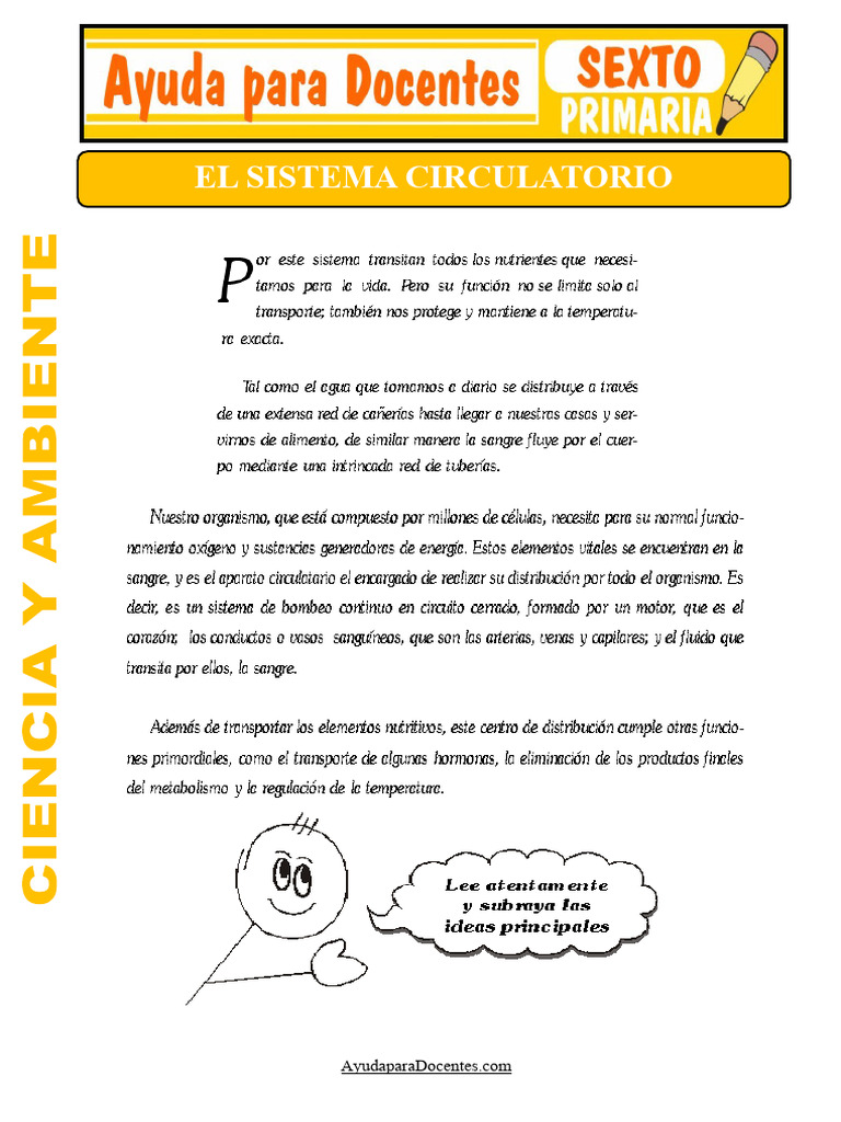 Actividades del Sistema Circulatorio para Primaria | PDF | Sistema ...