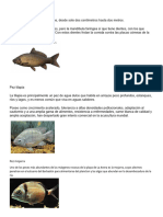 Tipos de Peces