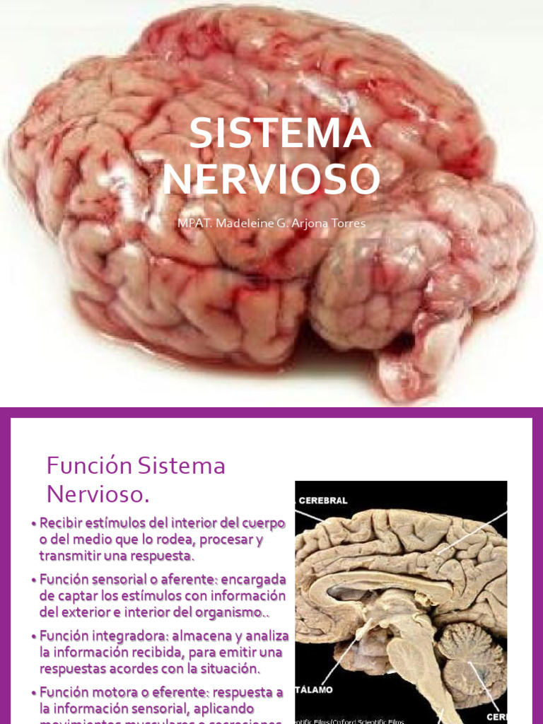 Funciones Del Sistema Nervioso PDF Sistema Nervioso Sinapsis