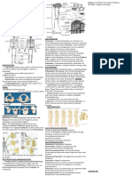 Spickzettel Für Anatomie Und Physiologie