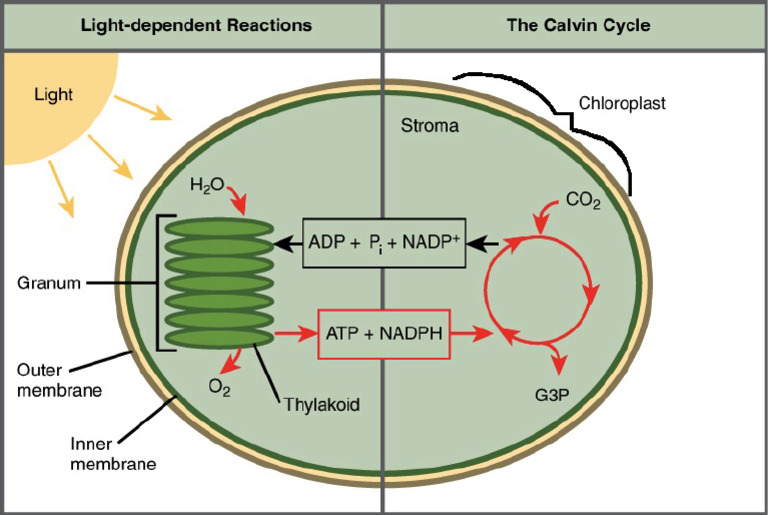 Biology Photosynthesis Diagram | PDF