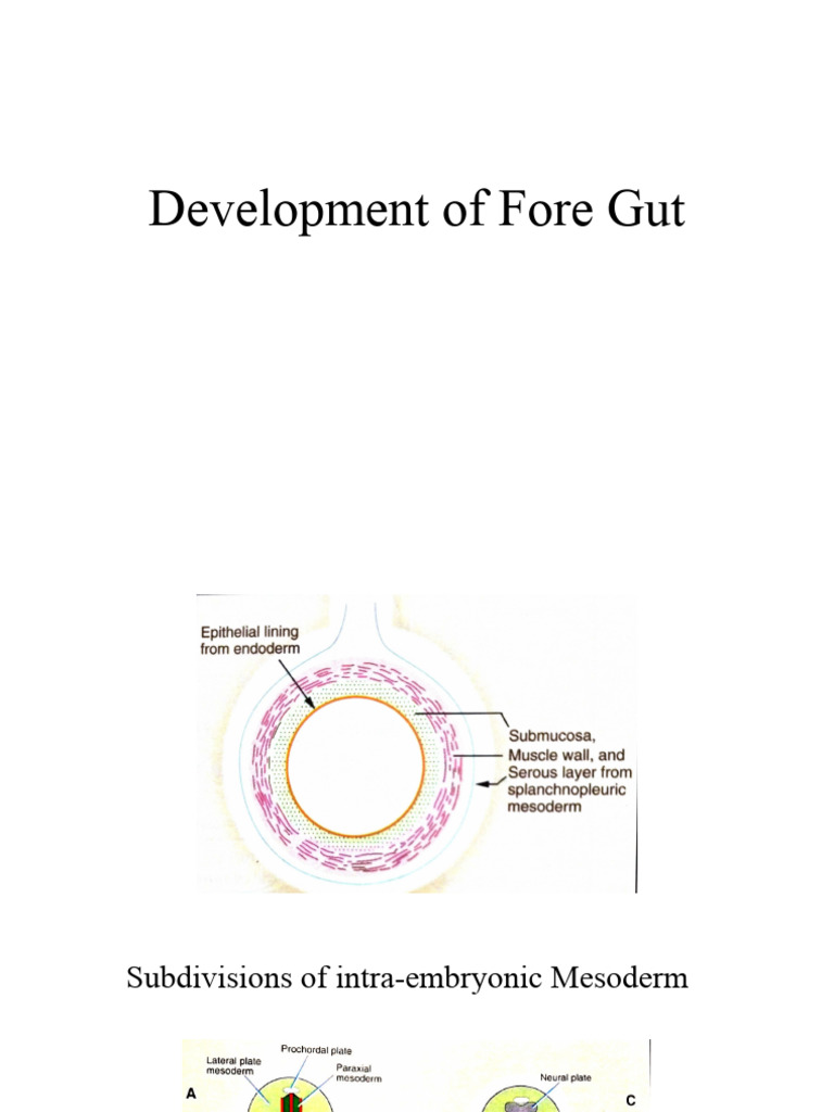 Foregut Development in Embryology | PDF