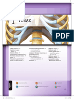 Torax PDF
