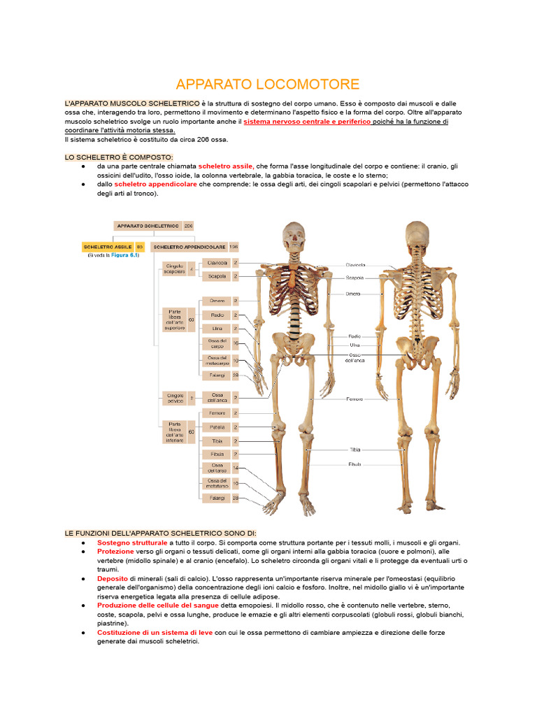 Apparato Locomotore | PDF