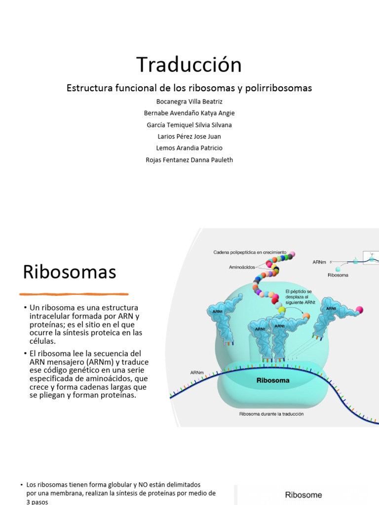 Estructura y función de ribosomas y polirribosomas | PDF | Traducción ...