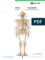 Poster02 Skeletal-System-Posterior Ledger11x17