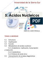 Ácidos Nucleicos