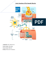 Neuromuscular Junction