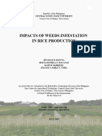 Impacts of Weeds Infestation in Rice Production