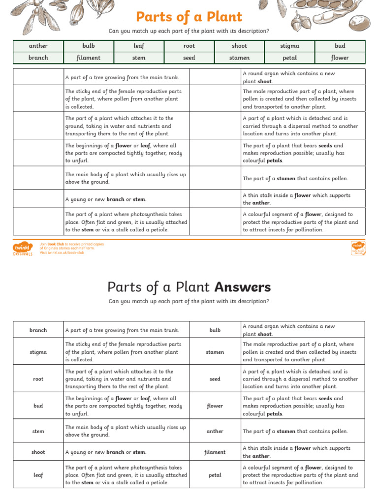 Parts of The Plant Worksheet | PDF | Flowers | Petal