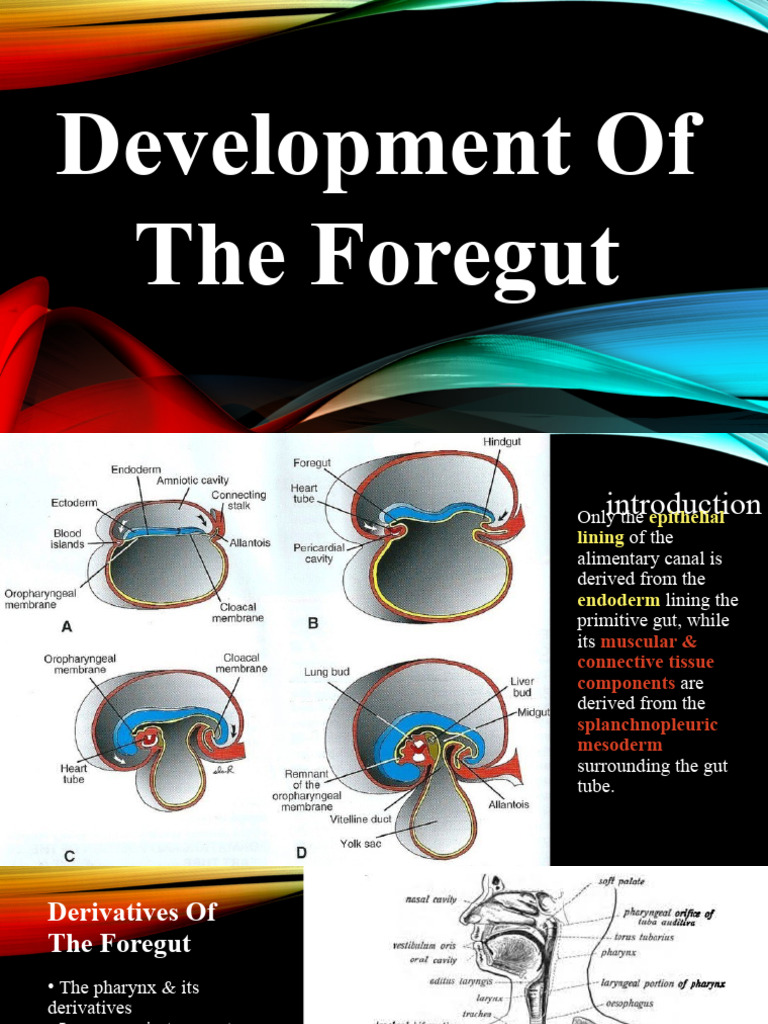 1.development of The Foregut | PDF