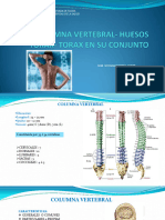 Columna Vertebral - Huesos Torax - TX Conjunto