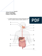 Taller 5 Sistema Digestivo