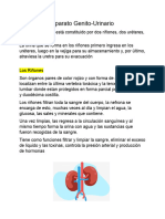 Sistema Reproductor y Sistema Urinario