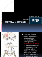 Corteza y memoria