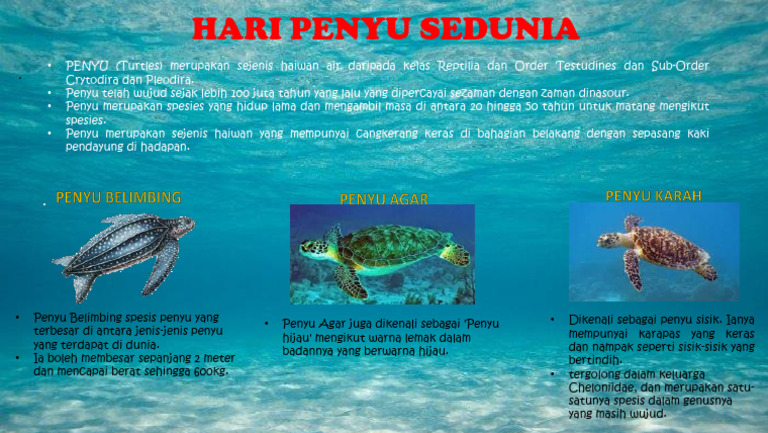 Hari Penyu Sedunia | PDF