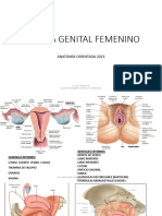 Sistema Genital Femenino