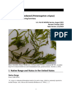 Ecological Risk Screening Summary Curly Leaved Pondweed