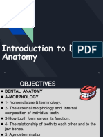 Sheet 1 (Introduction To Dental Anatomy)